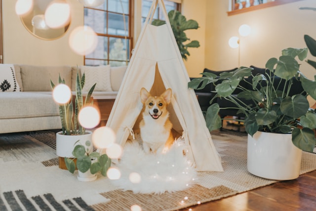 A happy Corgi sitting in a small tent in the living room.
