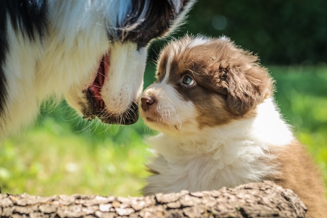 A brown and white puppy looking up at a bigger dog.