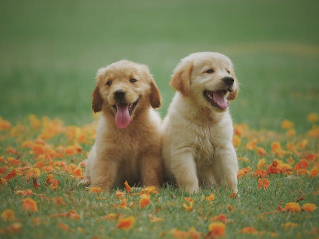 Doi cățeluși Golden Retriever stau pe un câmp de iarbă cu flori portocalii.