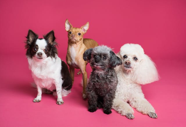 Vier Hunde verschiedener Rassen, die vor einem pinkfarbenen Hintergrund aufgereiht sind.