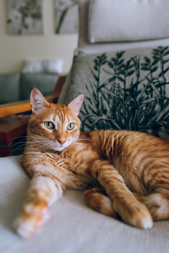 Um gato Tabby laranja sentado numa cadeira estofada.