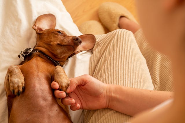 A woman holding the paw of a small brown dog.