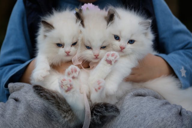 Iemand die drie witte kittens in zijn handen houdt.