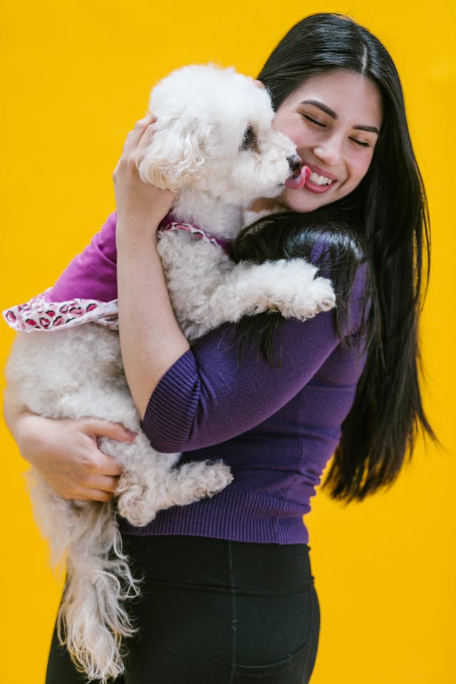 A woman with long hair carrying a white, medium-sized dog wearing dog clothes.