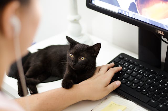 Eine schwarze Katze, die sich auf die Tastatur ihres Besitzers auf einem Bürotisch legt.