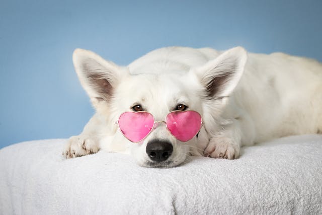 Een witte hond met een roze zonnebril op een witte deken.