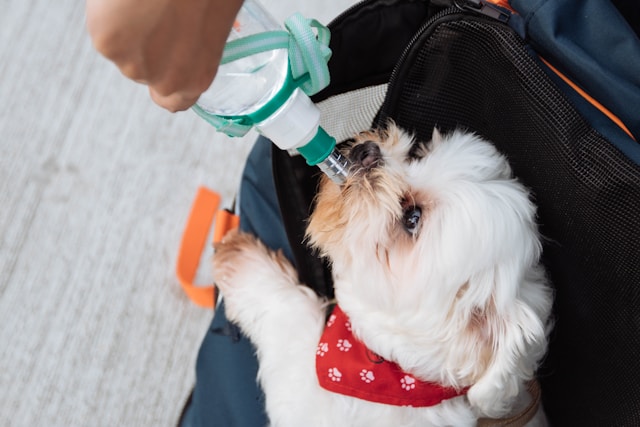 Iemand houdt een groen-witte waterdispenser vast terwijl een puppy eruit drinkt.